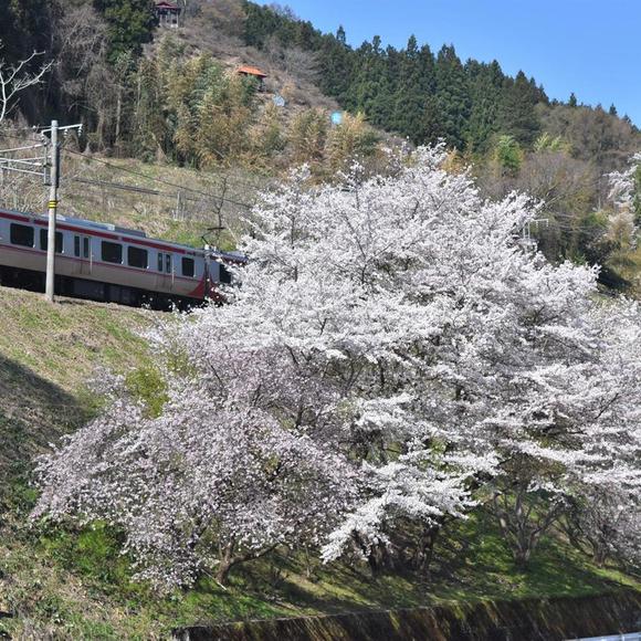 「春」に見守られて